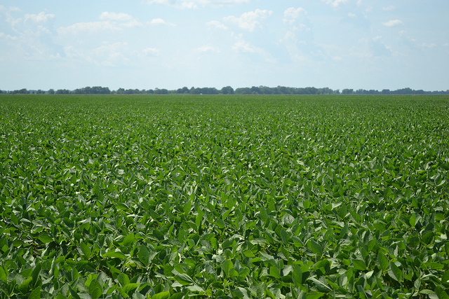 A field of soybeans; Photo: United Soybean Board, CC BY 2.0