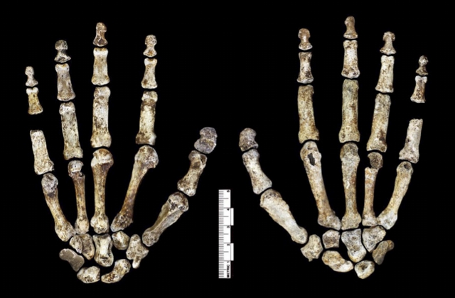 The hand of Homo Naledi, palm-up on the left, down on the right | Photo: Berger (et al.)