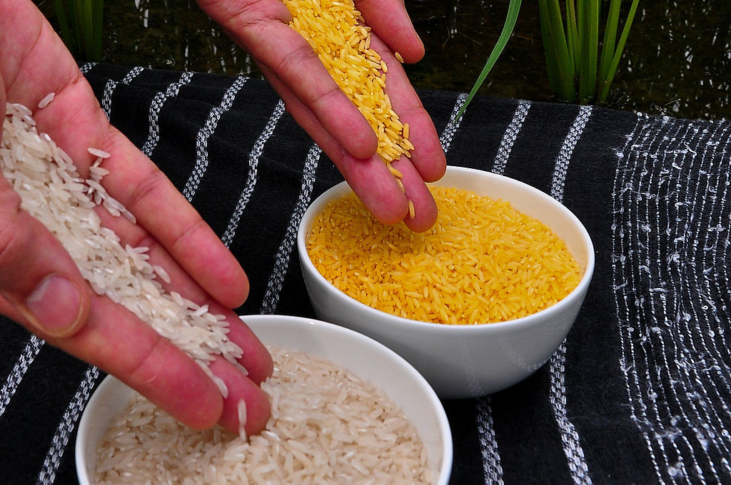 Rice: regular, and golden | Photo: International Rice Research Association, CC BY 2.0