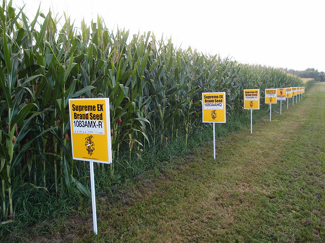 GMO corn | Photo: Lindsay Eyink, CC BY 2.0