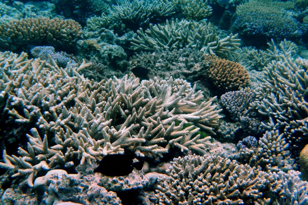 Great Barrier Reef | Image: Robert Linsdell, CC BY 2.0