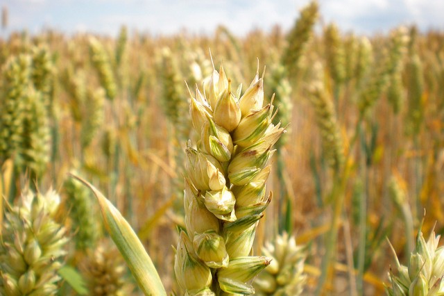 A photograph of a head of wheat in a wider wheat field.